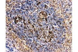 IHC-P: CD10 antibody testing of mouse spleen tissue