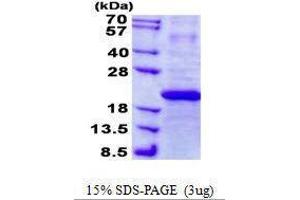 Figure annotation denotes ug of protein loaded and % gel used. (IFNA7 Protéine)