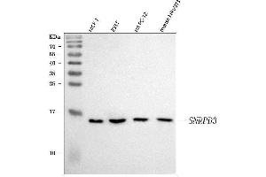 Western blot analysis of Sm-D3/SNRPD3 using anti-Sm-D3/SNRPD3 antibody (ABIN7598952).