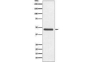 Western blot analysis of CNPase expression in C6 cell lysate.