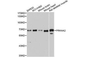 Western blot analysis of extracts of various cell lines, using PRKAA2 antibody. (PRKAA2 anticorps  (AA 343-552))