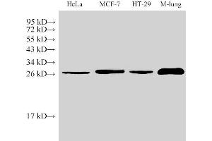 Western Blot analysis of 1)Hela, 2)MCF-7, 3)HT-29, 4)Mouse Lung using LGALS3 Polycloanl Antibody at dilution of 1:1000 (Galectin 3 anticorps)