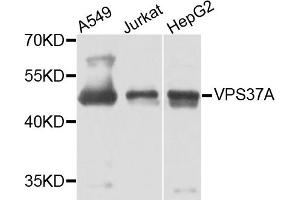 Western blot analysis of extracts of various cells, using VPS37A antibody. (VPS37A anticorps)