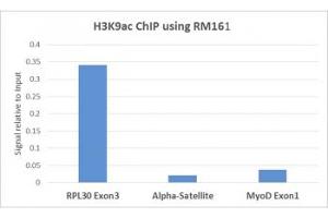 ChIP performed on HeLa cells using recombinant H3K9ac antibody (5ug).
