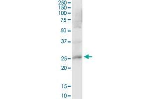 PRDX4 MaxPab polyclonal antibody. (Peroxiredoxin 4 anticorps  (AA 1-271))