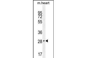 VGLL2 Antibody (N-term) (ABIN654778 and ABIN2844459) western blot analysis in mouse heart tissue lysates (35 μg/lane). (VGLL2 anticorps  (N-Term))