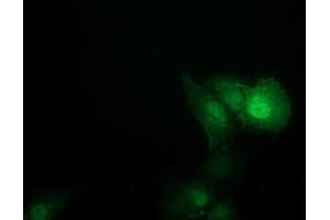 Anti-SOCS3 mouse monoclonal antibody (ABIN2454641) immunofluorescent staining of COS7 cells transiently transfected by pCMV6-ENTRY SOCS3 (RC209305). (SOCS3 anticorps)
