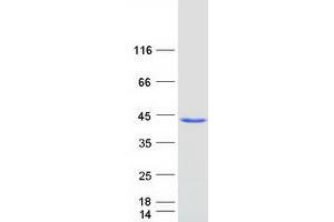 Validation with Western Blot