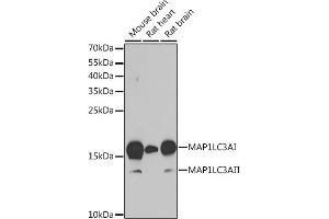 Western blot analysis of extracts of various cell lines, using MLC3A antibody (ABIN6134219, ABIN6143466, ABIN6143468 and ABIN6215215) at 1:1000 dilution. (MAP1LC3A anticorps  (AA 1-100))