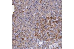 Immunohistochemical staining (Formalin-fixed paraffin-embedded sections) of human pancreas with LRFN5 polyclonal antibody  shows strong cytoplasmic positivity in glandular cells at 1:20-1:50 dilution. (LRFN5 anticorps)