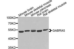 Western blot analysis of extracts of various cell lines, using GABRA5 antibody. (GABRA5 anticorps)