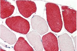 ABIN5539869 (5µg/ml) staining of paraffin embedded Human Skeletal Muscle. (MIA anticorps  (Internal Region))