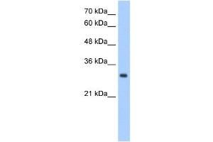 NPDC1 antibody used at 2. (NPDC1 anticorps  (N-Term))