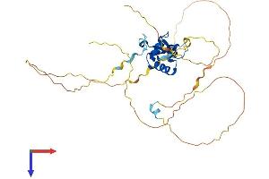 AlphaFold protein structure predicition of Mouse Recombinant Foxl1 Protein, UniprotID Q64731