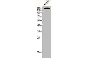 Western Blot analysis of AD293 cells using CEP170 Polyclonal Antibody (CEP170 anticorps  (Internal Region))