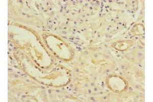 Immunohistochemistry of paraffin-embedded human kidney tissue using ABIN7163118 at dilution of 1:100 (Lipin 1 anticorps  (AA 741-890))