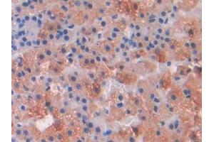 Detection of IL1R1 in Rat Adrenal gland Tissue using Polyclonal Antibody to Interleukin 1 Receptor Type I (IL1R1)