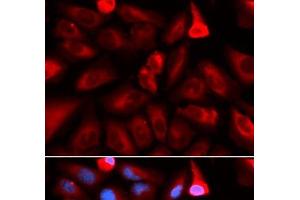 Immunofluorescence analysis of U2OS cells using FKBP4 Polyclonal Antibody (FKBP4 anticorps)