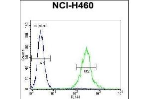 UN Antibody (C-term) (ABIN655686 and ABIN2845145) flow cytometric analysis of NCI- cells (right histogram) compared to a negative control cell (left histogram). (PRSS55 anticorps  (C-Term))