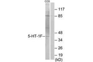 Western blot analysis of extracts from COS7 cells, using 5-HT-1F Antibody. (HTR1F anticorps  (AA 101-150))