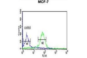 WDR37 Antibody (C-term) flow cytometric analysis of MCF-7 cells (right histogram) compared to a negative control cell (left histogram). (WDR37 anticorps  (C-Term))