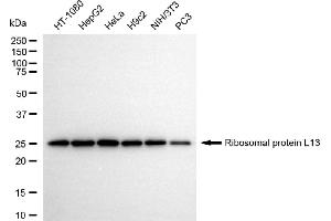 Western blotting analysis using ribosomal protein L13 antibody (ABIN7800218). (Recombinant RPL13 anticorps)