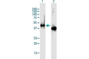 Western Blot analysis of APLNR expression in transfected 293T cell line by APLNR MaxPab polyclonal antibody. (Apelin Receptor anticorps)