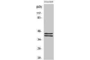 Western Blotting (WB) image for anti-Mitogen-Activated Protein Kinase 1/3 (MAPK1/3) (C-Term) antibody (ABIN3175016) (ERK1/2 anticorps  (C-Term))