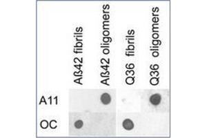 Dot blot analysis of Aβ42 and polyQ36 prefibrillar oligomers and fibrils. (Amyloid Fibrils anticorps)