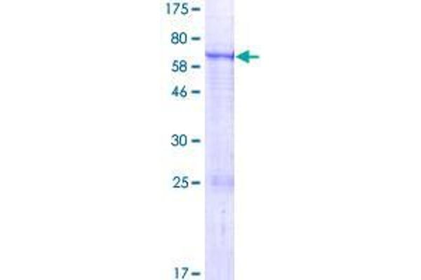 ENPP6 Proteins