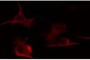 ABIN6275310 staining RAW264. (VGF anticorps  (Internal Region))