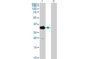 Western Blot analysis of DDIT4 expression in transfected 293T cell line by DDIT4 MaxPab polyclonal antibody.