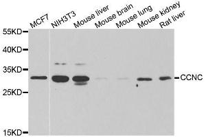 Western blot analysis of extracts of various cell lines, using CCNC antibody. (Cyclin C anticorps  (AA 1-283))