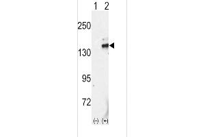 Western blot analysis of RET using rabbit polyclonal RET Antibody (C-term L1027) using 293 cell lysates (2 ug/lane) either nontransfected (Lane 1) or transiently transfected with the RET gene (Lane 2). (Ret Proto-Oncogene anticorps  (C-Term))