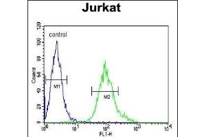 GNB1 Antibody (N-term) (ABIN651226 and ABIN2840141) flow cytometric analysis of Jurkat cells (right histogram) compared to a negative control cell (left histogram). (GNB1 anticorps  (N-Term))