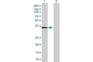 Western Blot analysis of FBP1 expression in transfected 293T cell line by FBP1 MaxPab polyclonal antibody. (FBP1 anticorps  (AA 1-338))