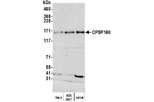 Western Blotting (WB) image for anti-Cleavage and Polyadenylation Specific Factor 1, 160kDa (CPSF1) (AA 1392-1442) antibody (ABIN7453881)