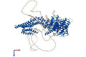 AlphaFold protein structure predicition of Human Recombinant STAG2 Protein, UniprotID Q8N3U4