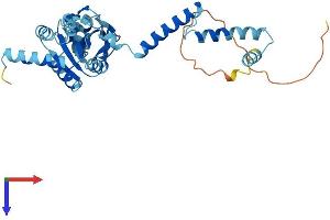 AlphaFold protein structure predicition of Mouse Recombinant Rplp0 Protein, UniprotID P14869