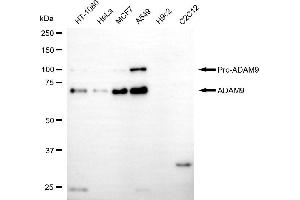 Western blotting analysis using ADAM9 antibody (ABIN7797503).