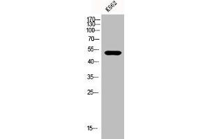 Western Blot analysis of K562 cells using eIF2Bγ Polyclonal Antibody