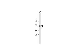 All lanes : Anti-PSMC2 Antibody at 1:1000 dilution + C6 cell lysate Lysates/proteins at 20 μg per lane.