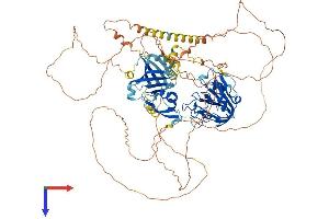 AlphaFold protein structure predicition of Human Recombinant OXR1 Protein, UniprotID Q8N573
