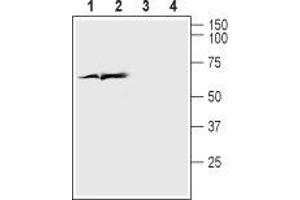 Western blot analysis of rat cortex lysate (lanes 1 and 3) and mouse brain lysate (lanes 2 and 4): - 1,2. (SLC17A7 anticorps  (Cytosolic, N-Term))