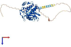 AlphaFold protein structure predicition of Mouse Recombinant Csnk1d Protein, UniprotID Q9DC28