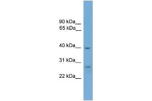 WB Suggested Anti-ATPAF1 Antibody Titration: 0. (ATPAF1 anticorps  (Middle Region))