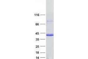 Validation with Western Blot