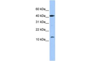 Western Blotting (WB) image for anti-LOC727817 (LOC727817) antibody (ABIN2463384) (LOC727817 anticorps)