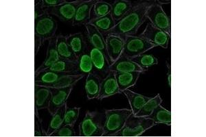 Immunofluorescence staining of PFA-fixed HeLa cells using Histone H1 Mouse Monoclonal Antibody (AE-4) followed by goat anti-mouse IgG-CF488 (green). (Histone H1 anticorps)