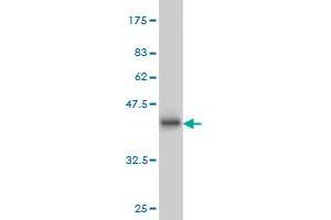 Western Blot detection against Immunogen (37.